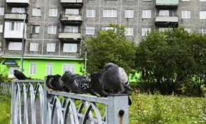 голуби сидят на заборе у дома