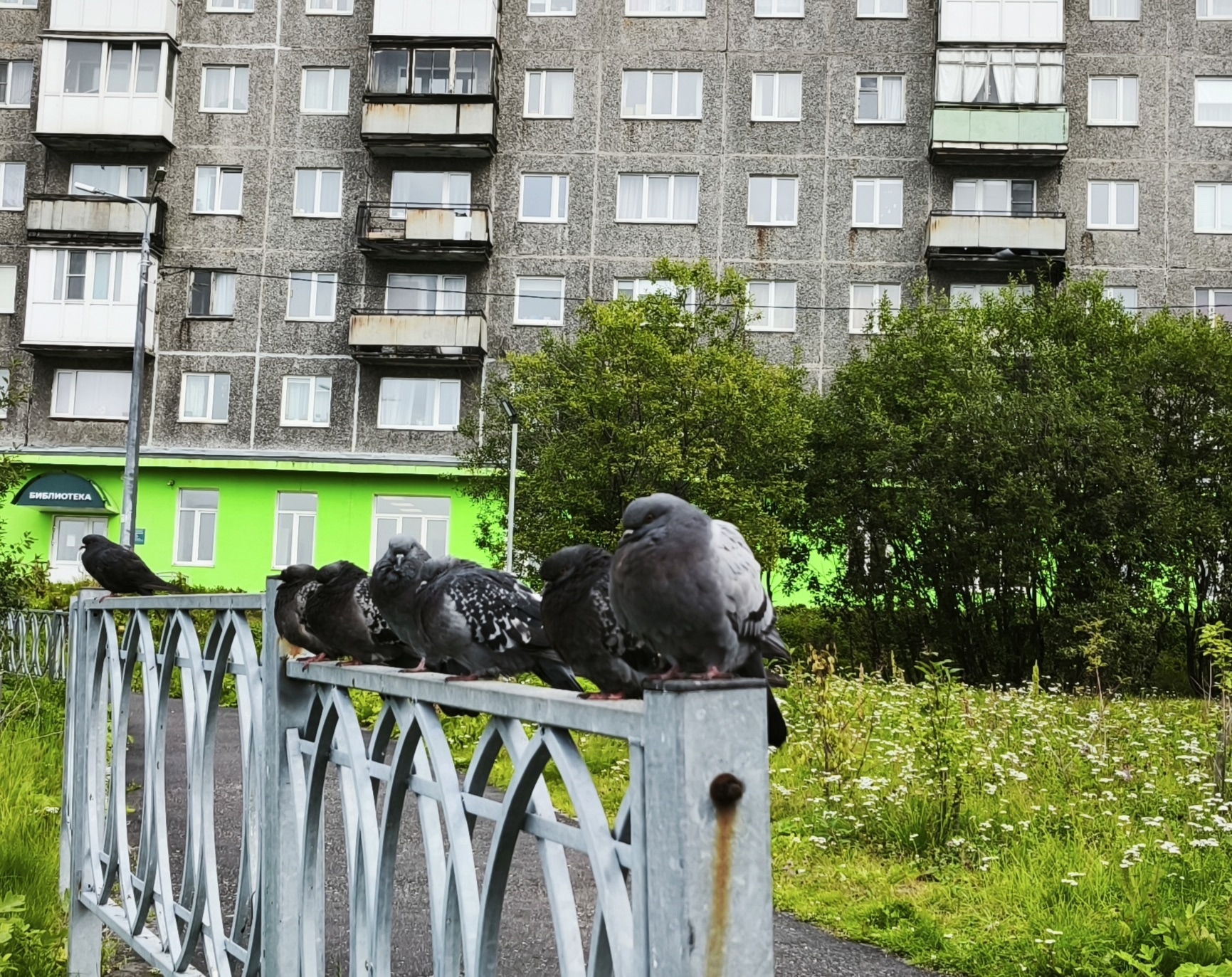 голуби сидят на заборе у дома