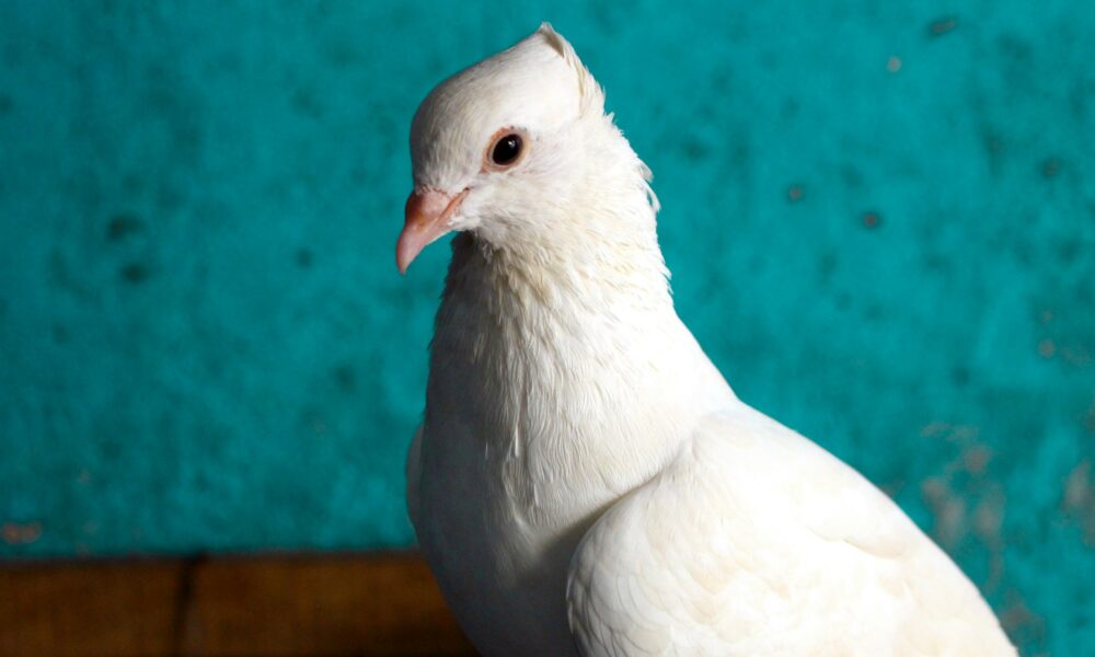 белый голубь
