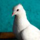 белый голубь