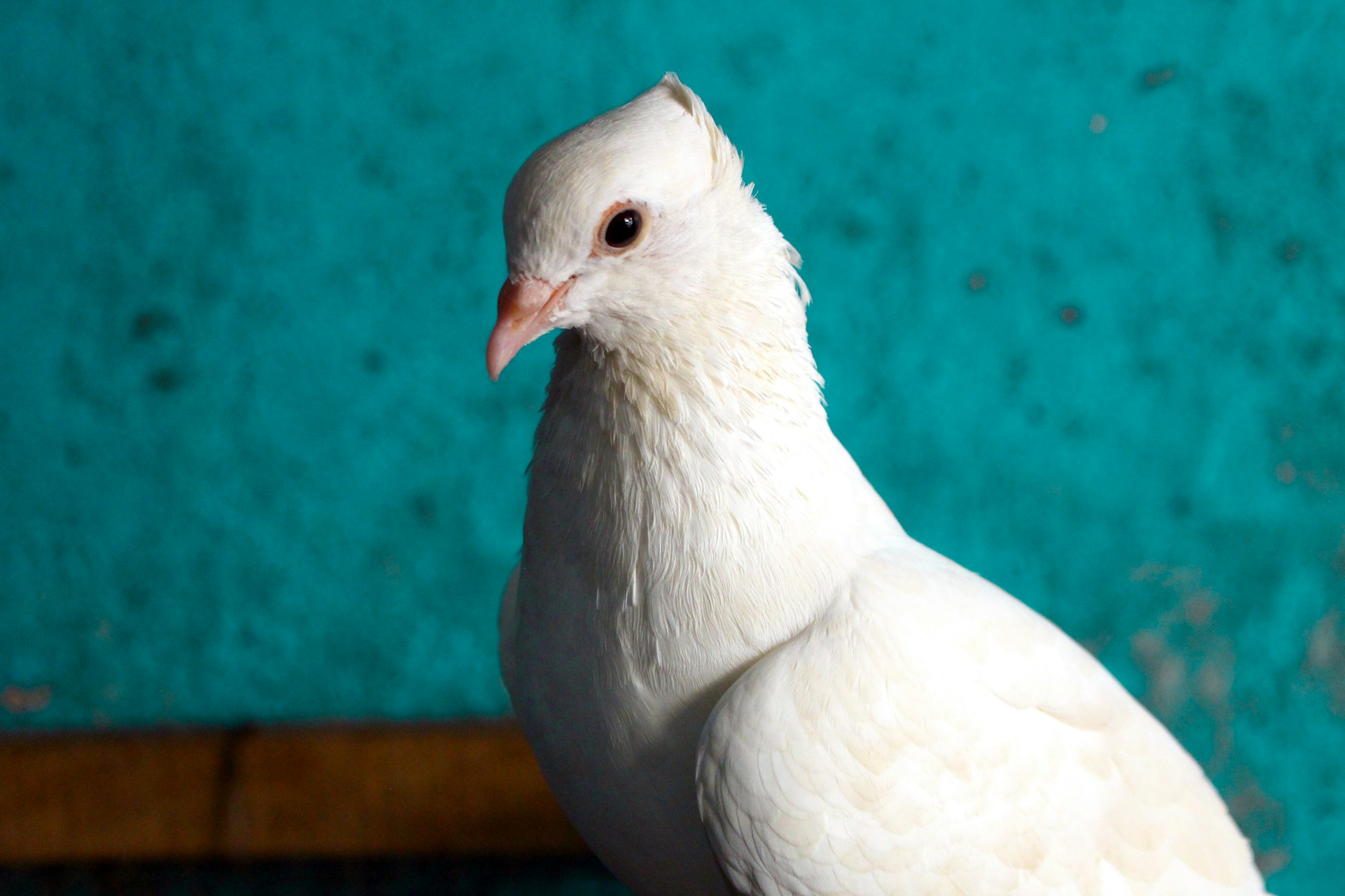 белый голубь