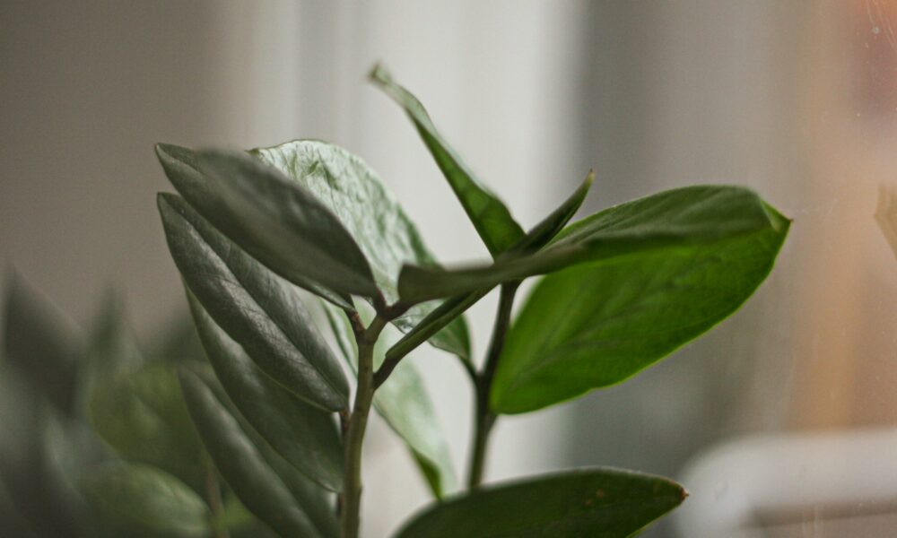 Замиокулькас