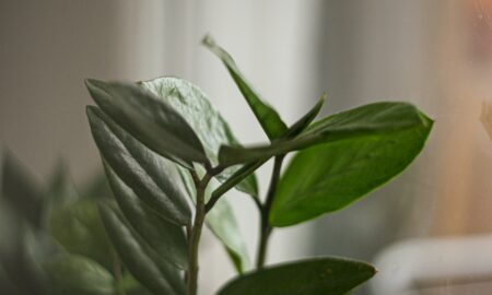 Замиокулькас