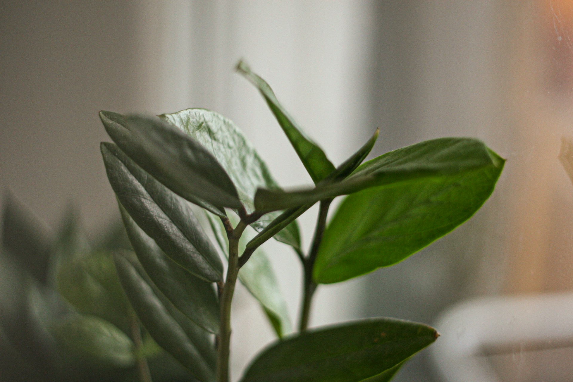 Замиокулькас