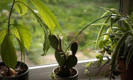 Цветы на подоконнике