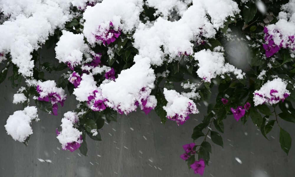 Цветы под снегом