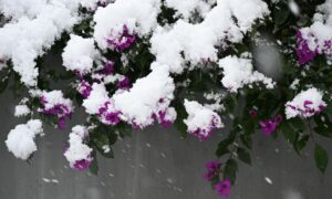 Цветы под снегом