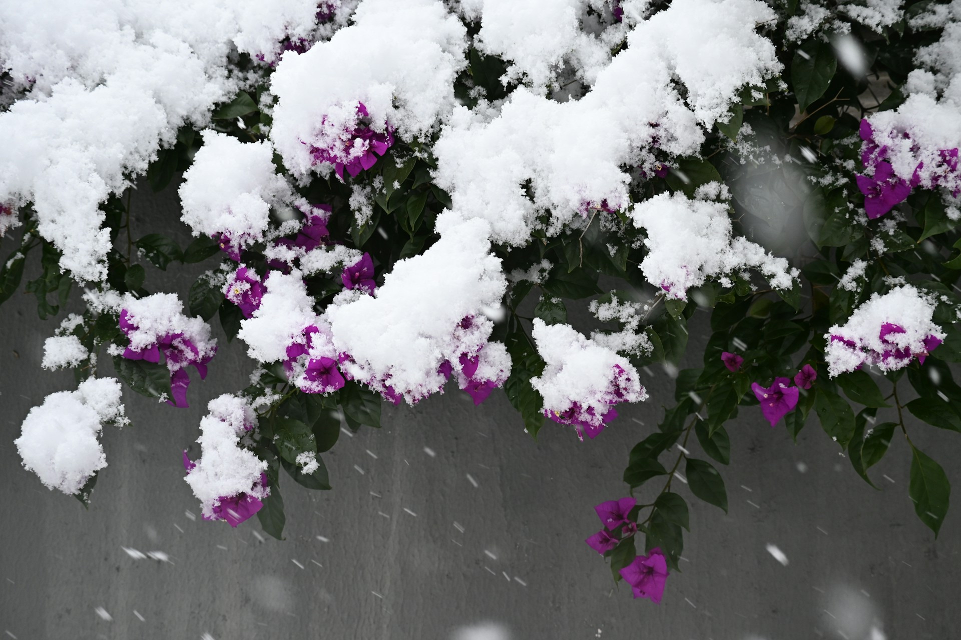 Цветы под снегом