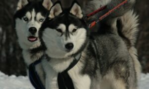 хаски на прогулке