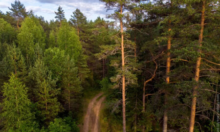 новгородский лес