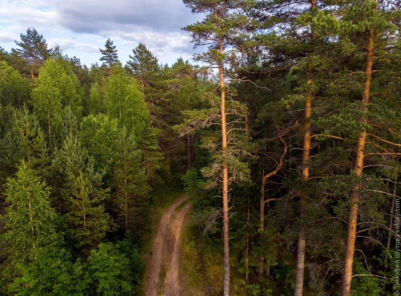 новгородский лес