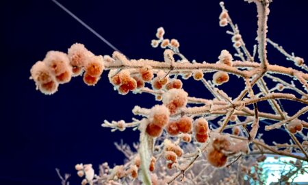 иней на ягодах