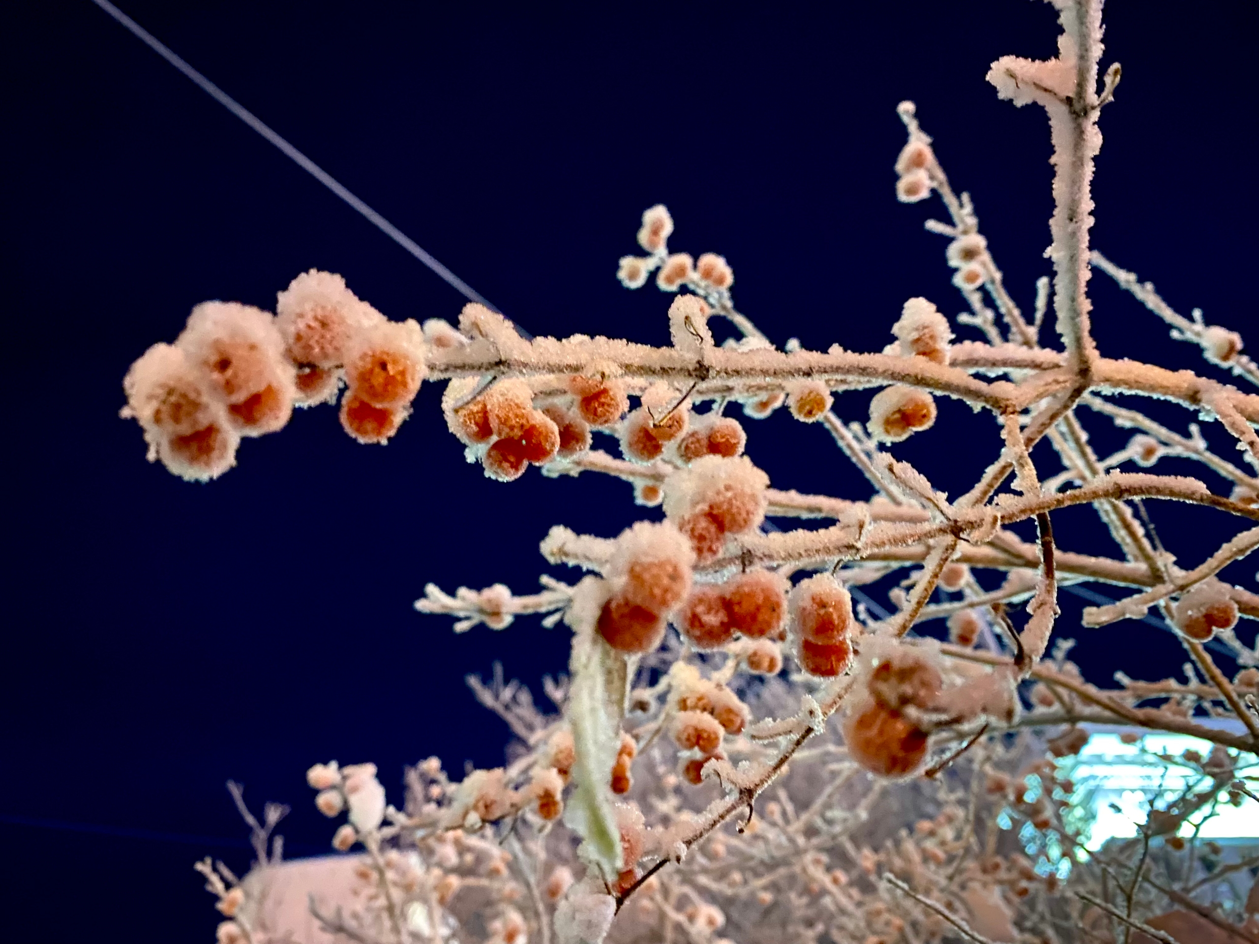 иней на ягодах