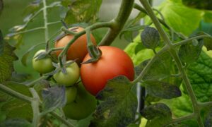 Помидоры