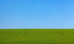 Alt зеленое поле