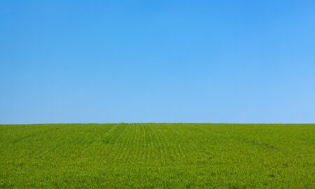 Alt зеленое поле