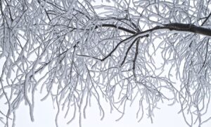 alt деревья на морозе