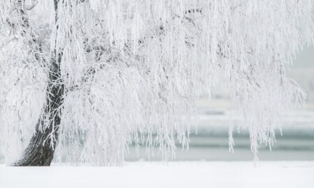 alt деревья в снегу