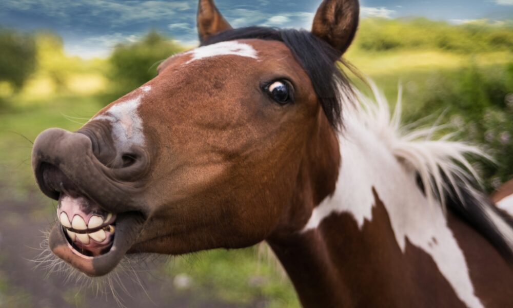 Красная лошадь