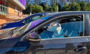 собака в машине