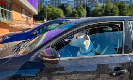 собака в машине