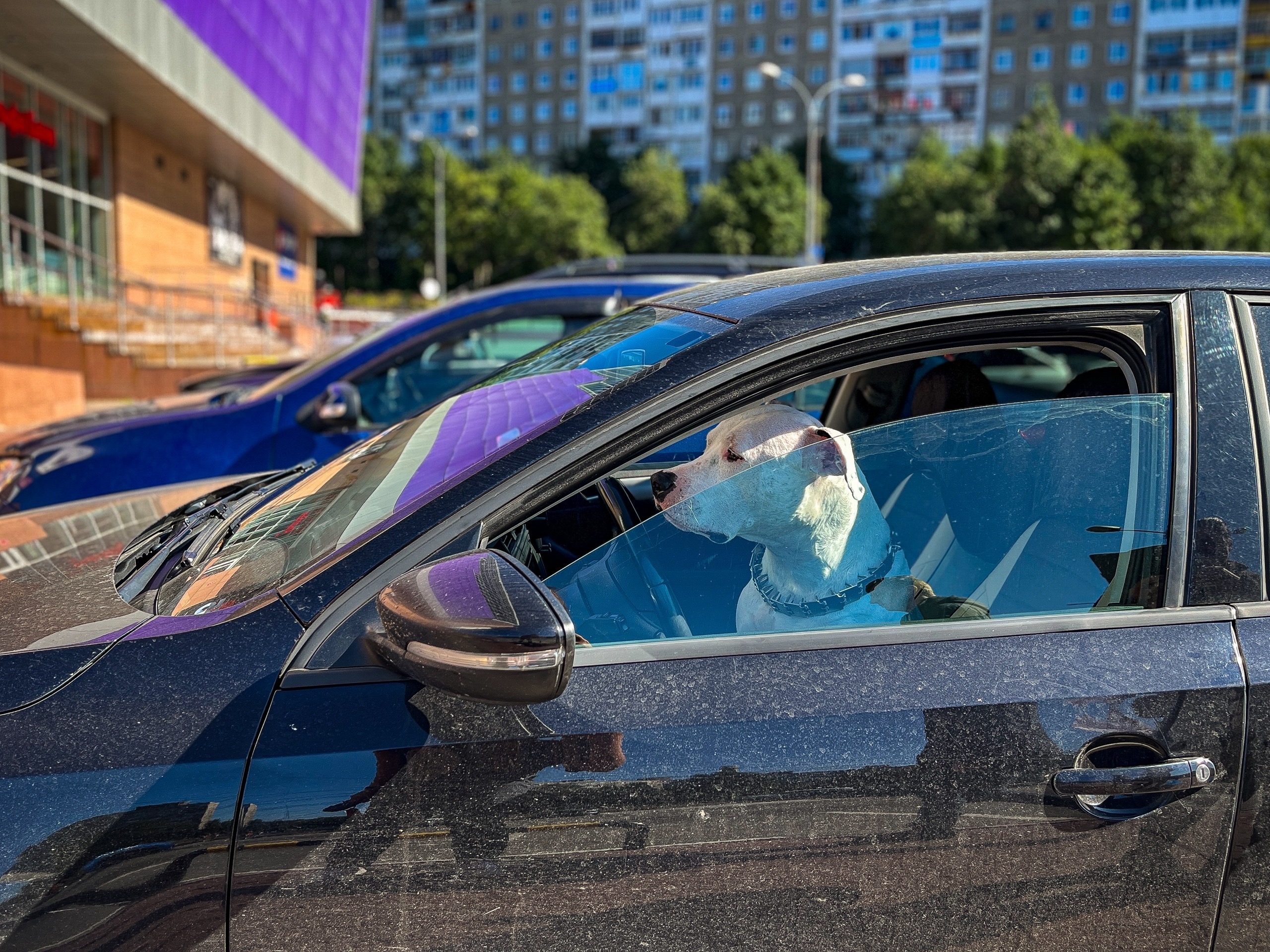 собака в машине