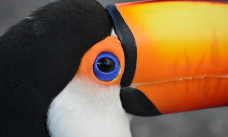 Птица с большим клювом