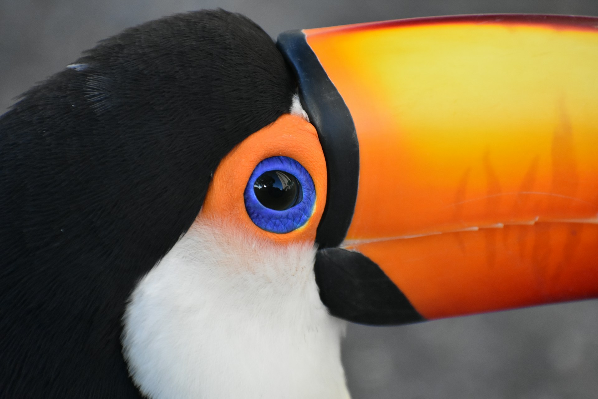 Птица с большим клювом