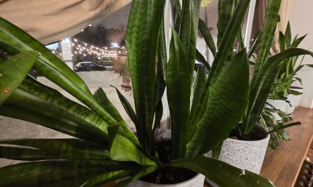Сансевиерия на подоконнике