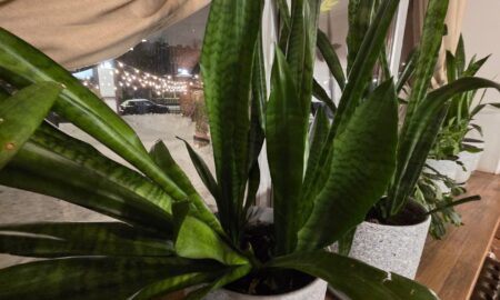 Сансевиерия на подоконнике