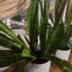 Сансевиерия на подоконнике