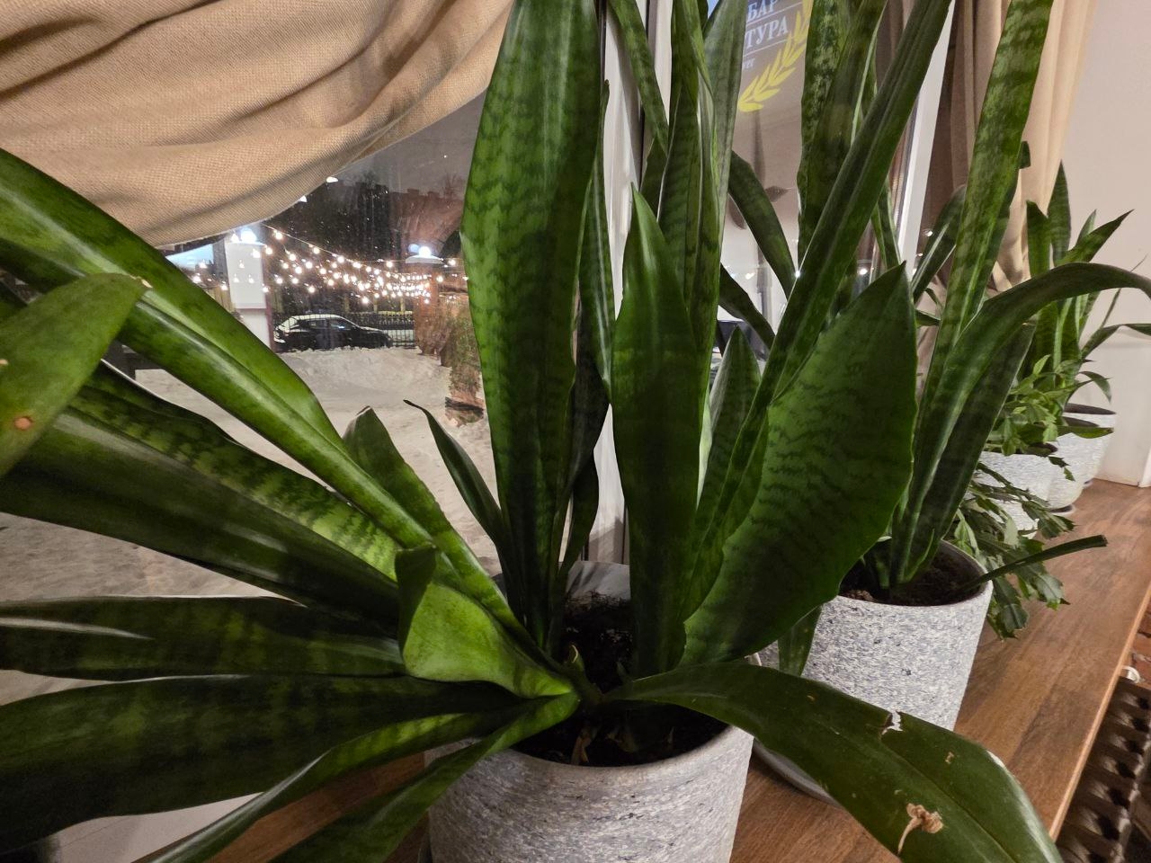 Сансевиерия на подоконнике