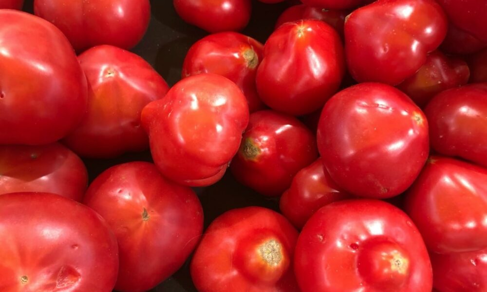 Красные помидоры