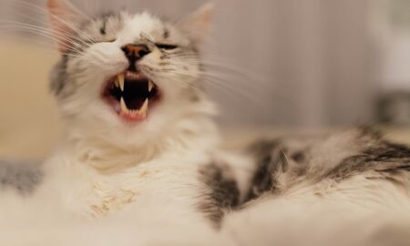 Мяукающий кот