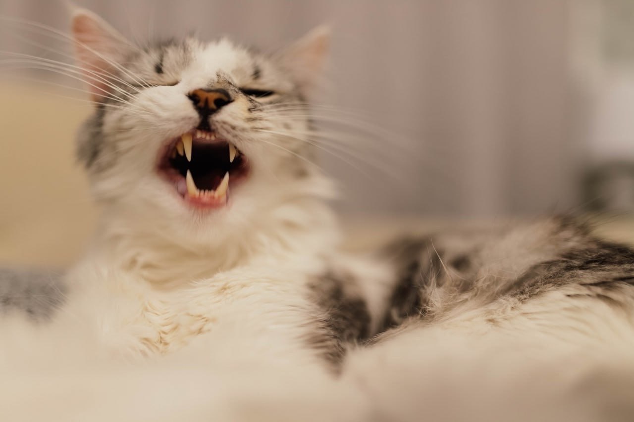 Мяукающий кот