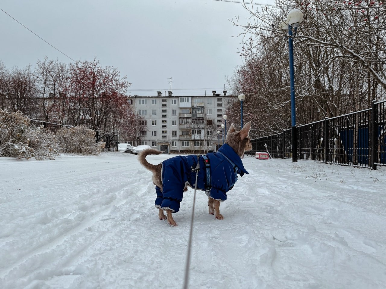 Собака, зима, холод, выгул