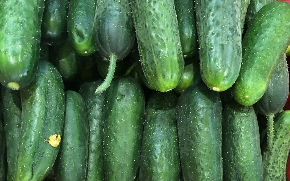 Свежие фермерские огурцы