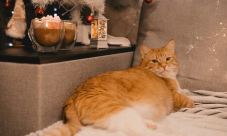 Рыжий толстый кот на кровати