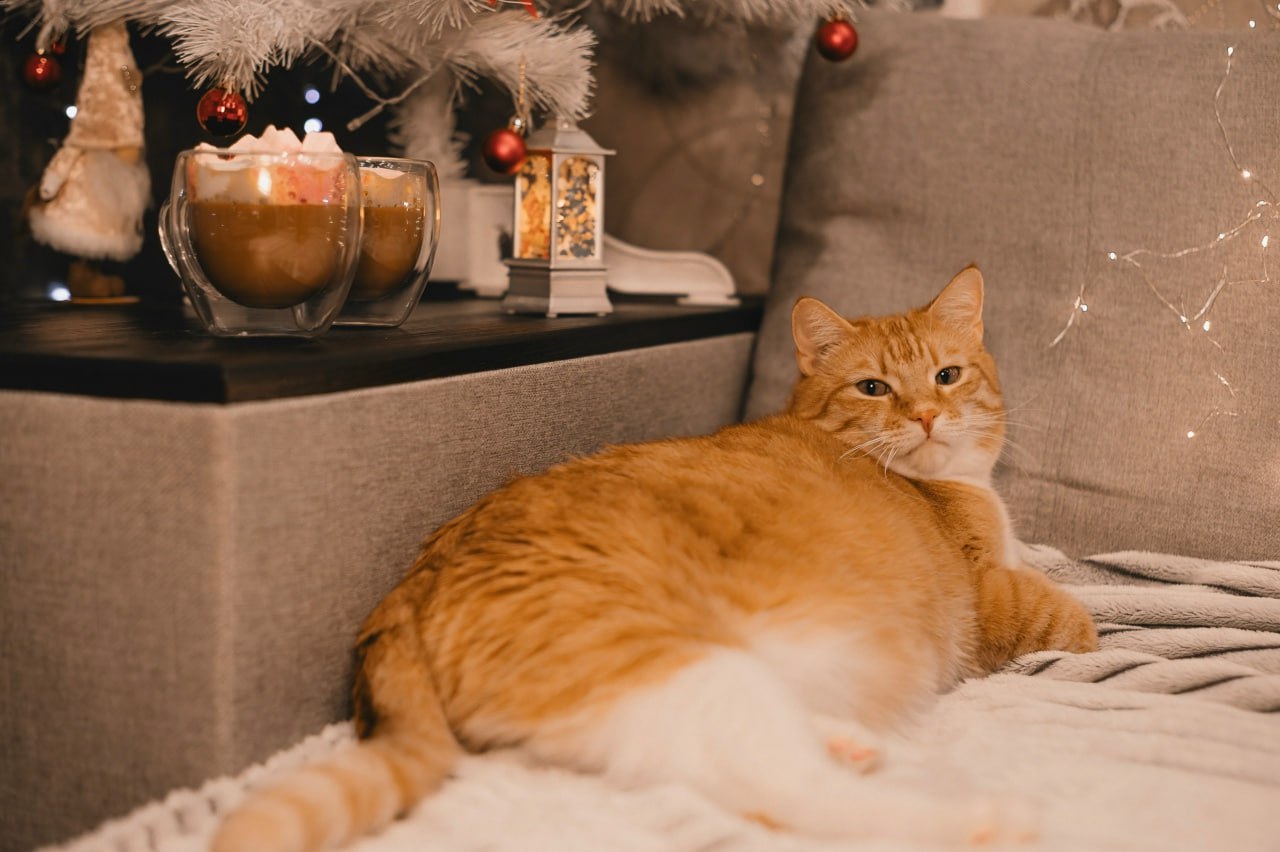 Рыжий толстый кот на кровати