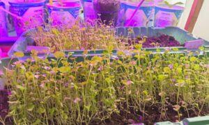 рассада, растения, ростки