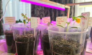 Рассада овощей под фитолампой