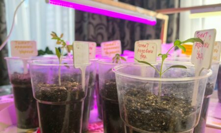 Рассада овощей под фитолампой