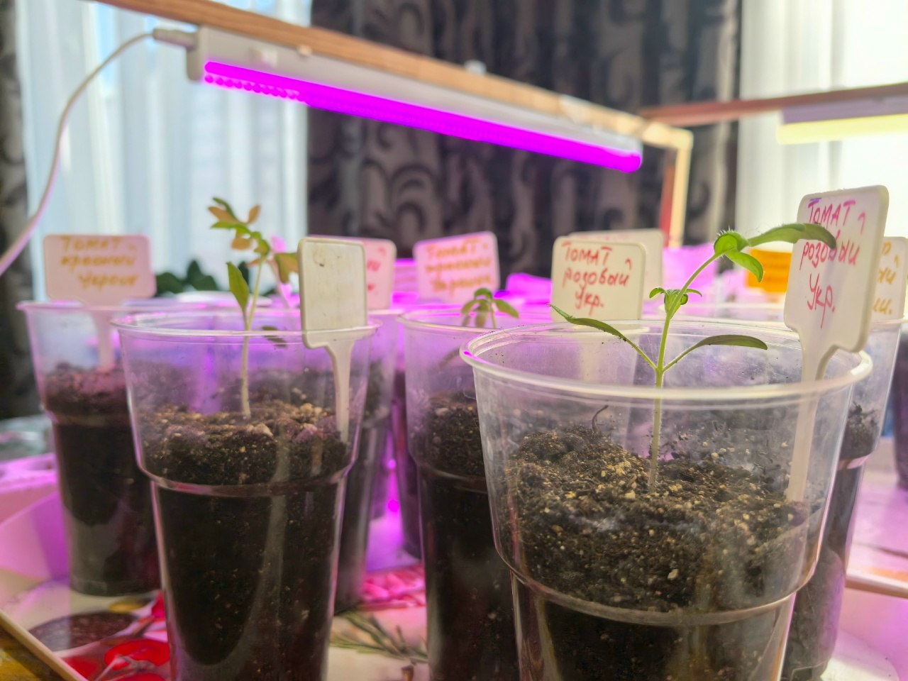 Рассада овощей под фитолампой