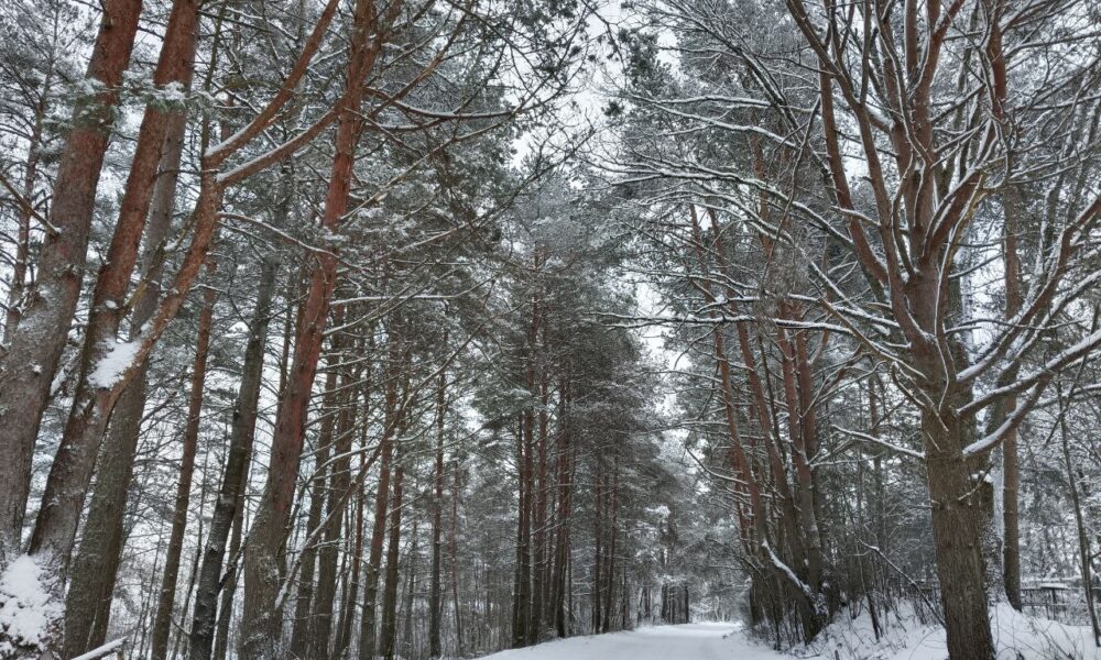 заснеженный лес