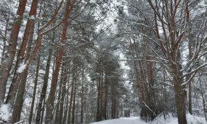 заснеженный лес