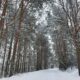 заснеженный лес