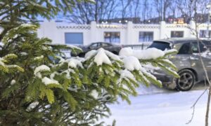 заснеженная дорога и ель