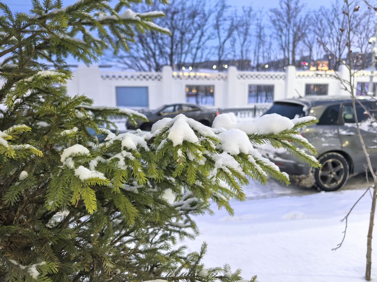 заснеженная дорога и ель