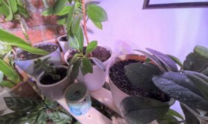 Домашние цветы на этажерке