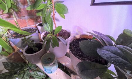 Домашние цветы на этажерке